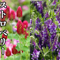 画像10114：はちみつ450g×1本(明石家)