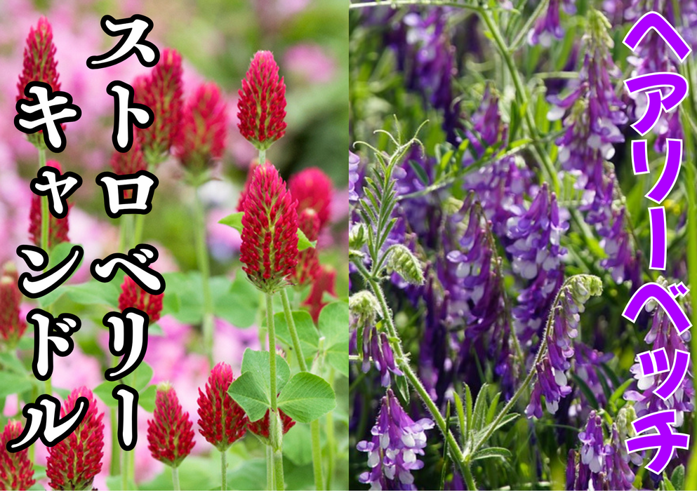 画像10114：はちみつ450g×1本(明石家)