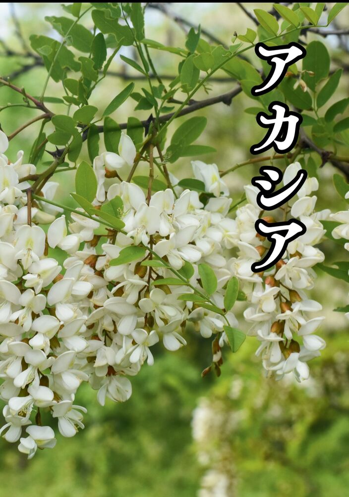 画像6317